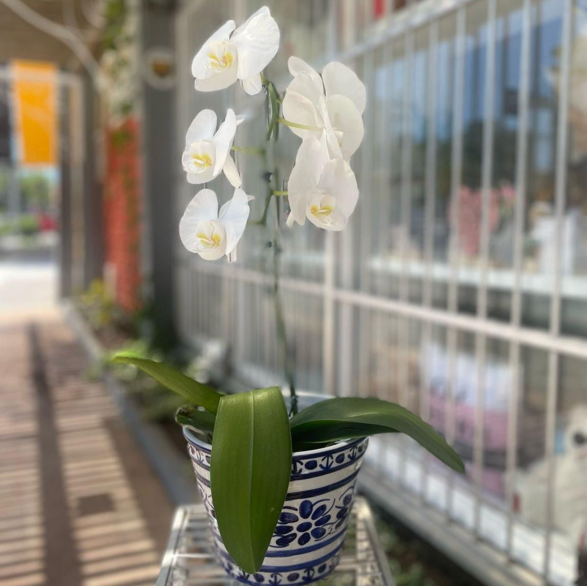 Orqudea em vaso de porcelana