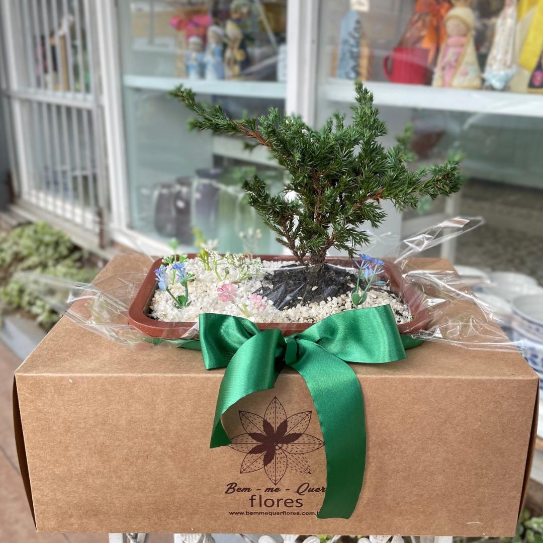 Bonsai
