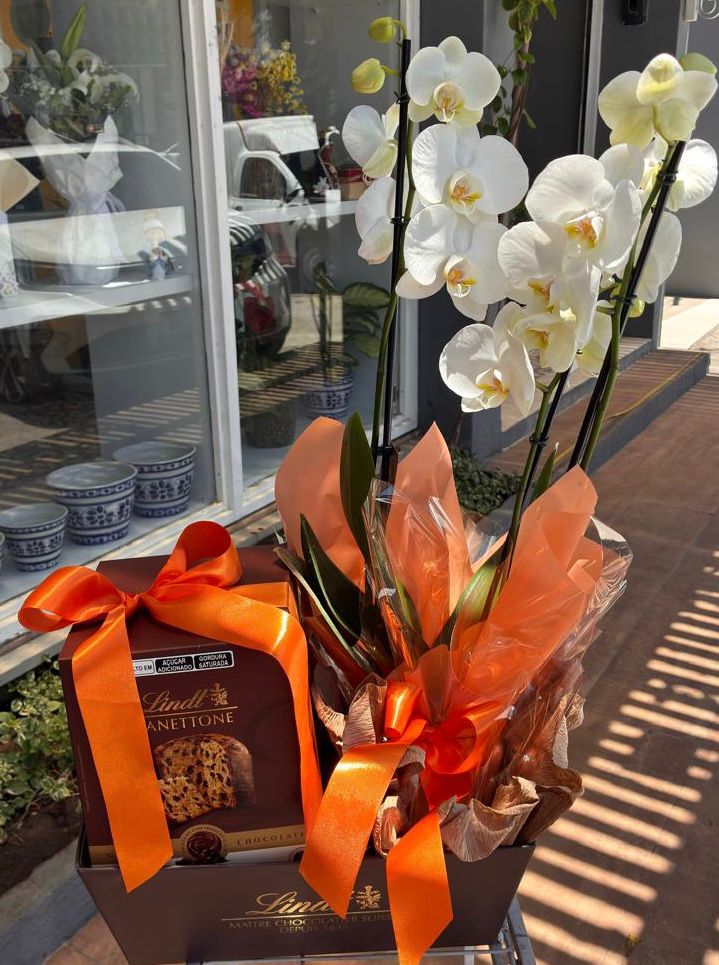 Orqudea com Panettone