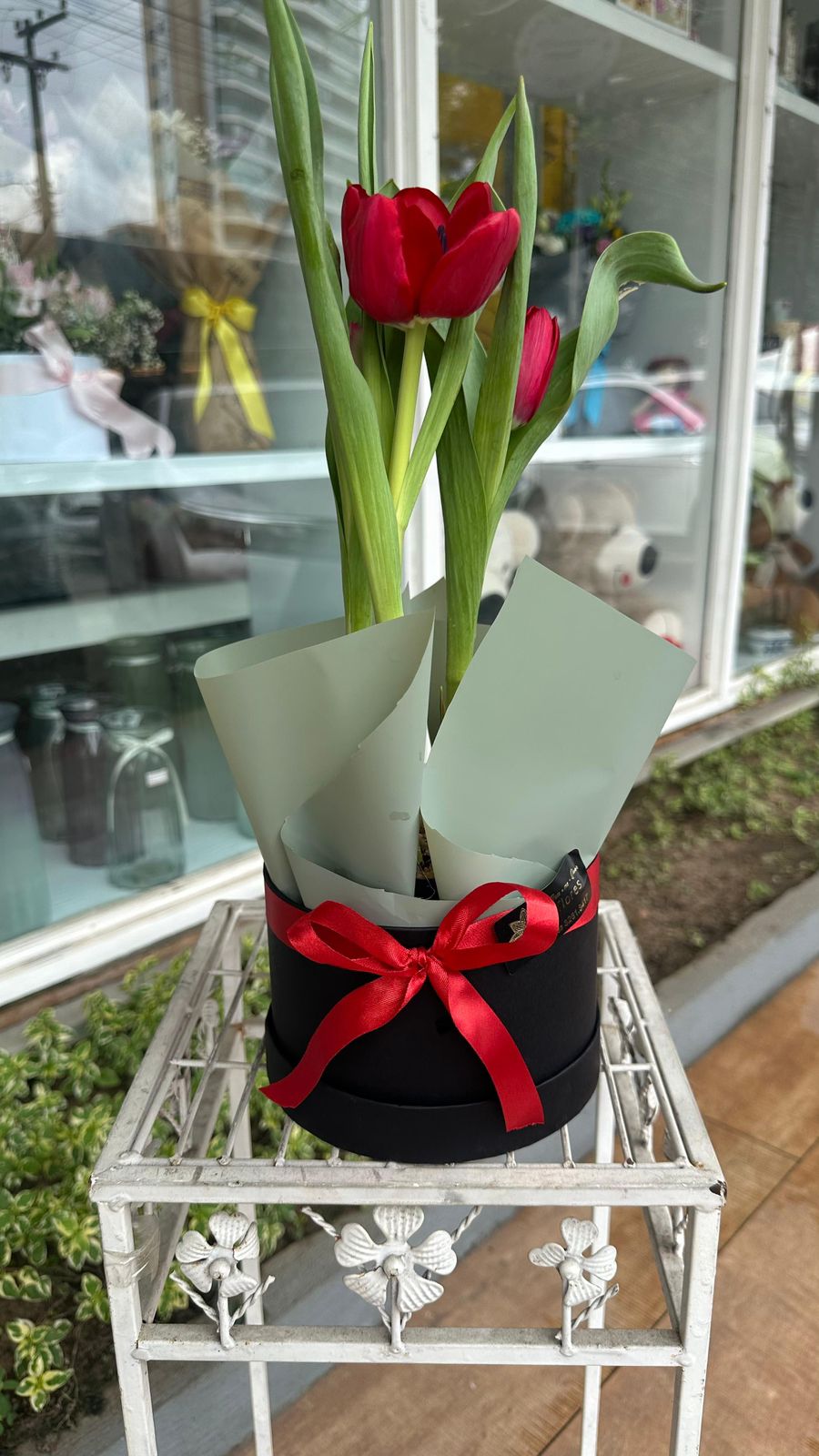 Tulipa Plantada
