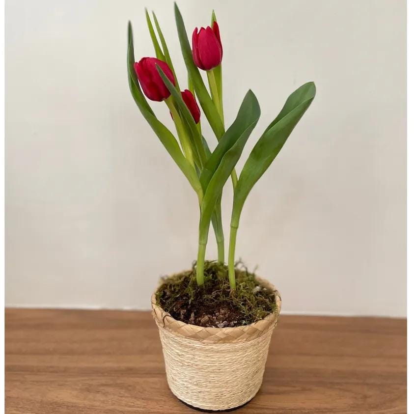 Tulipa Plantada