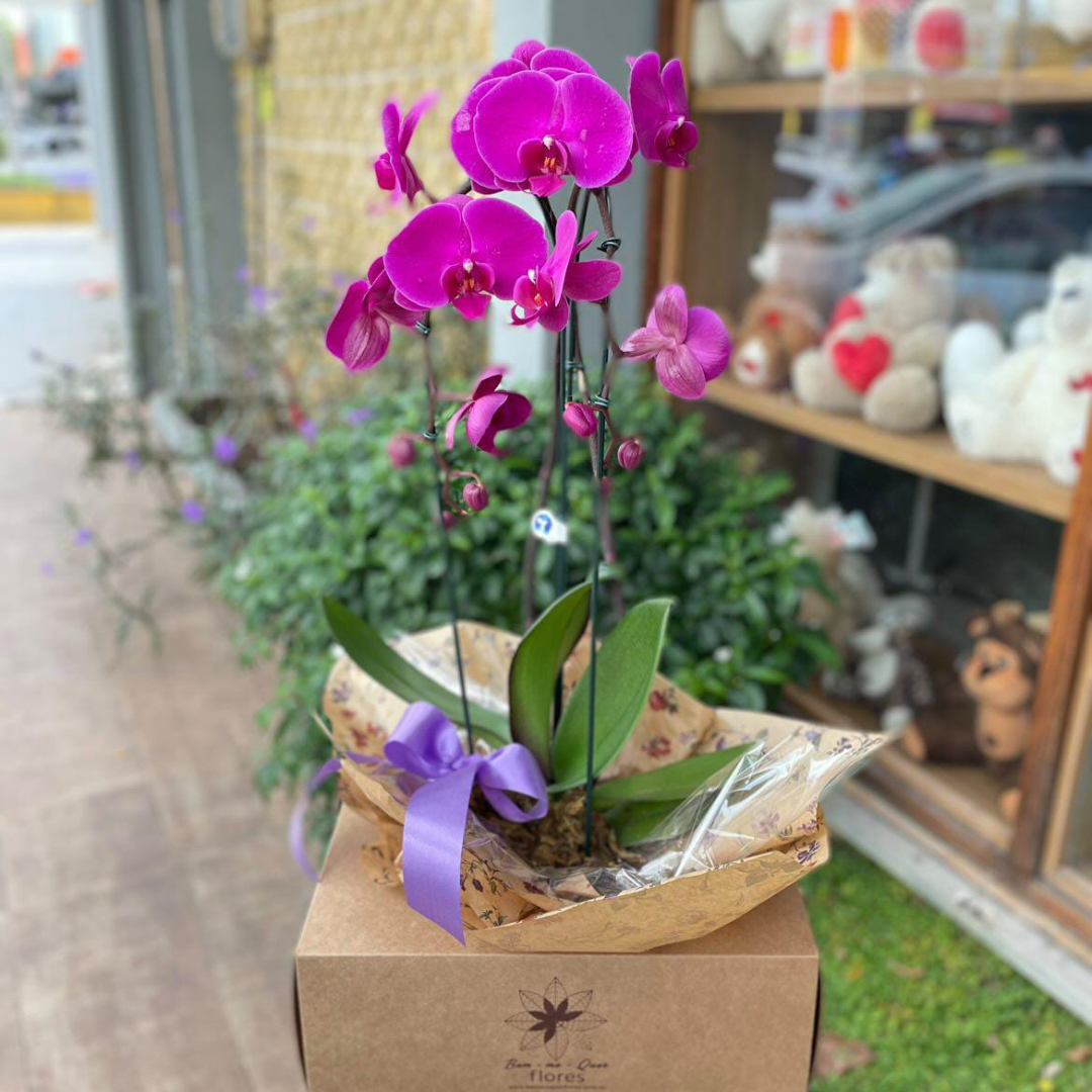 Orqudeas